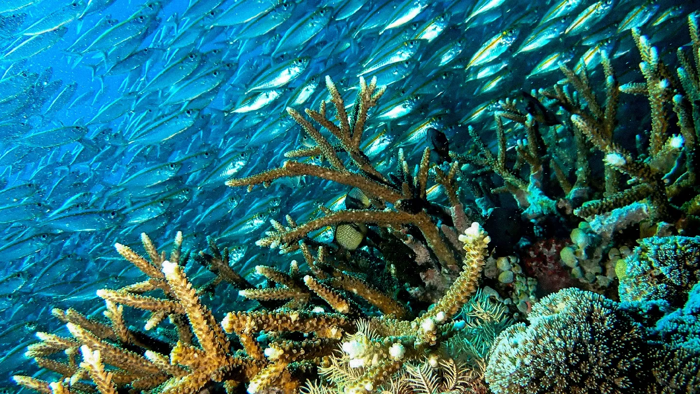 Arborek Dive Shop, photo via Google