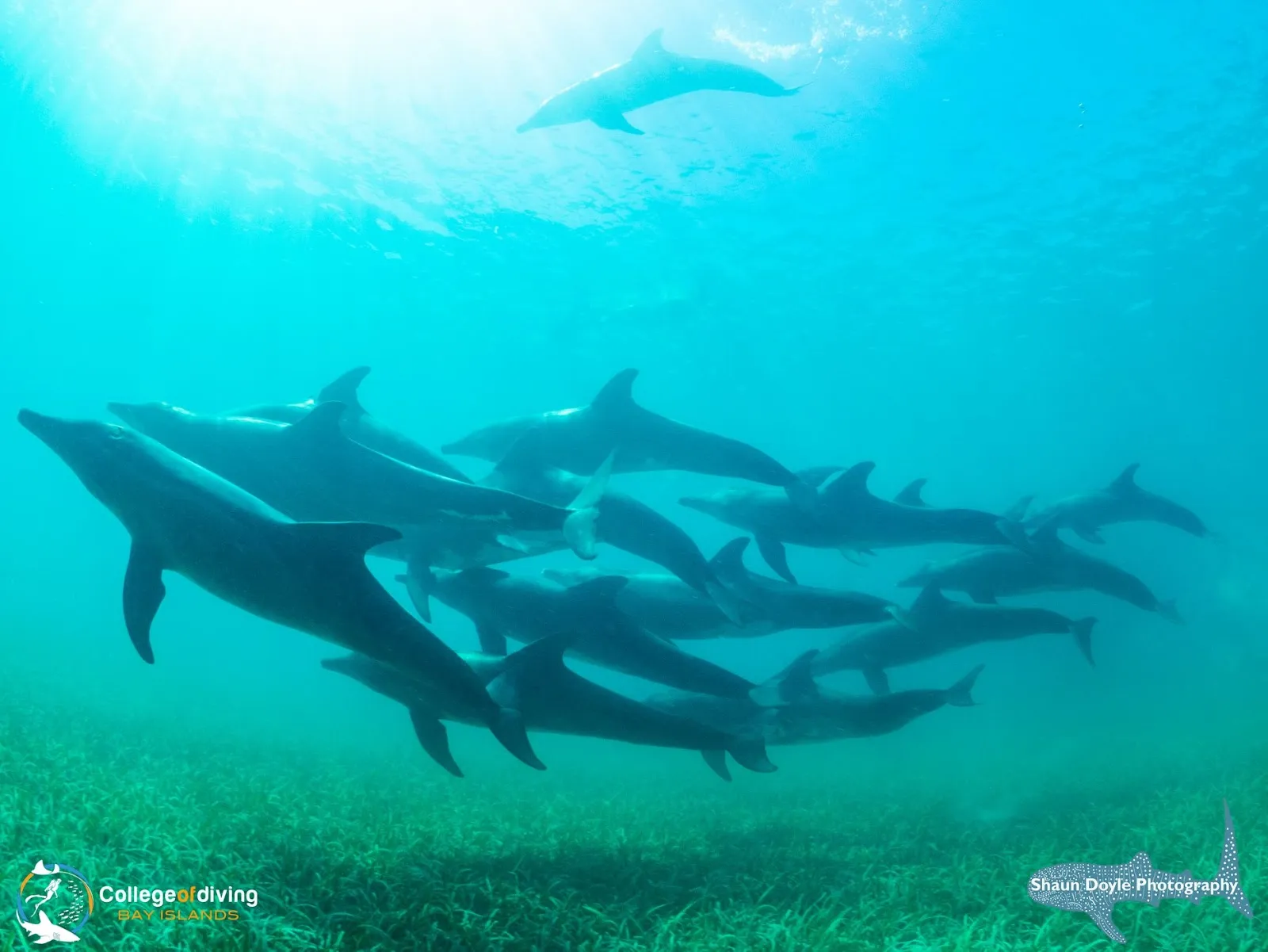 Bay Islands College of Diving, photo via Google