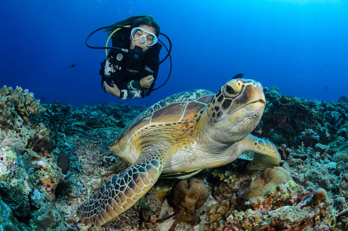 Black Turtle Dive, photo via Google