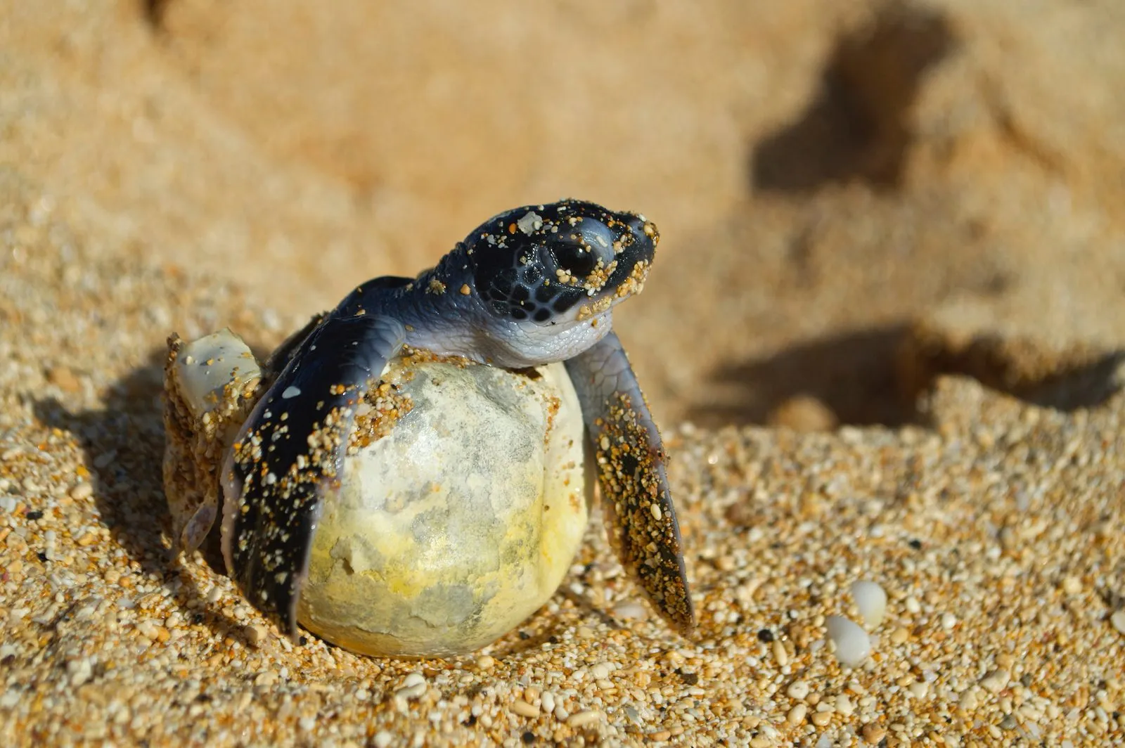 Green turtle while diving in Gili Islands