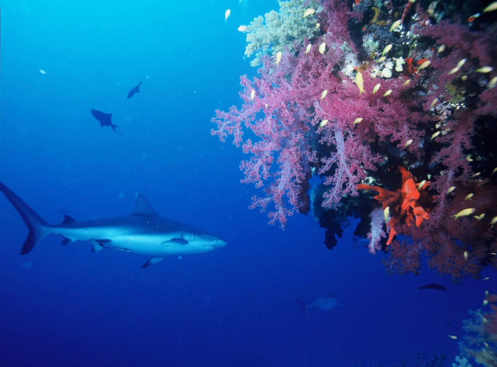 Grey reef shark while diving in Palau