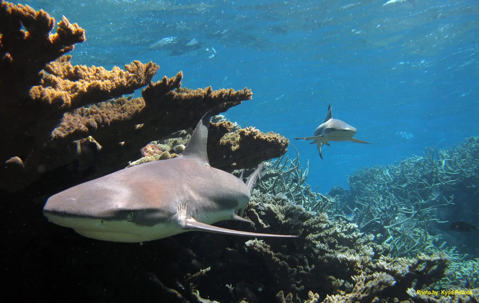 Blacktip reef shark while diving in Gili Islands