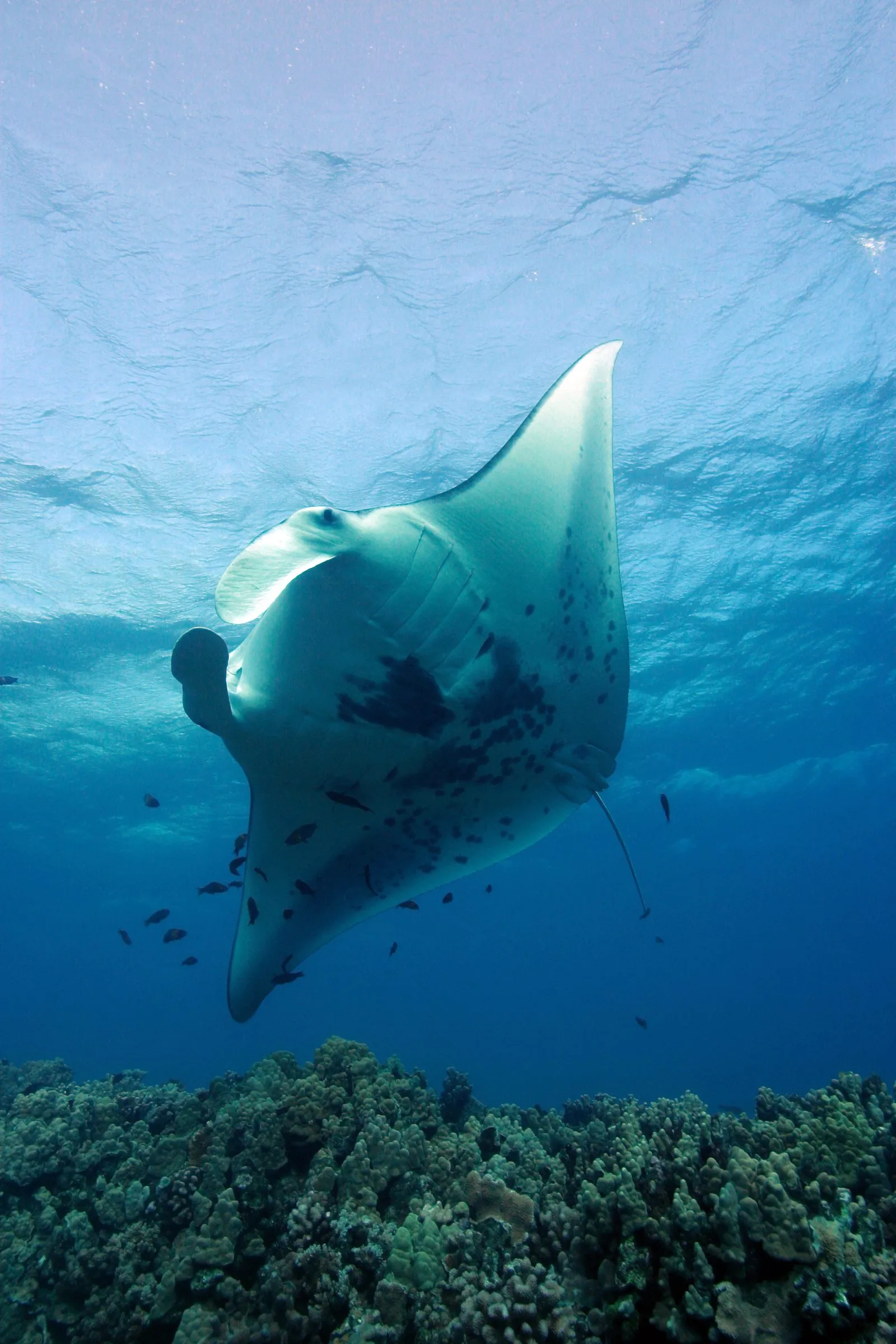 Oceanic manta while diving in Komodo