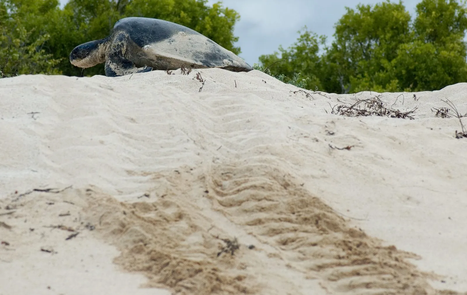 Green turtle while diving in Gili Islands