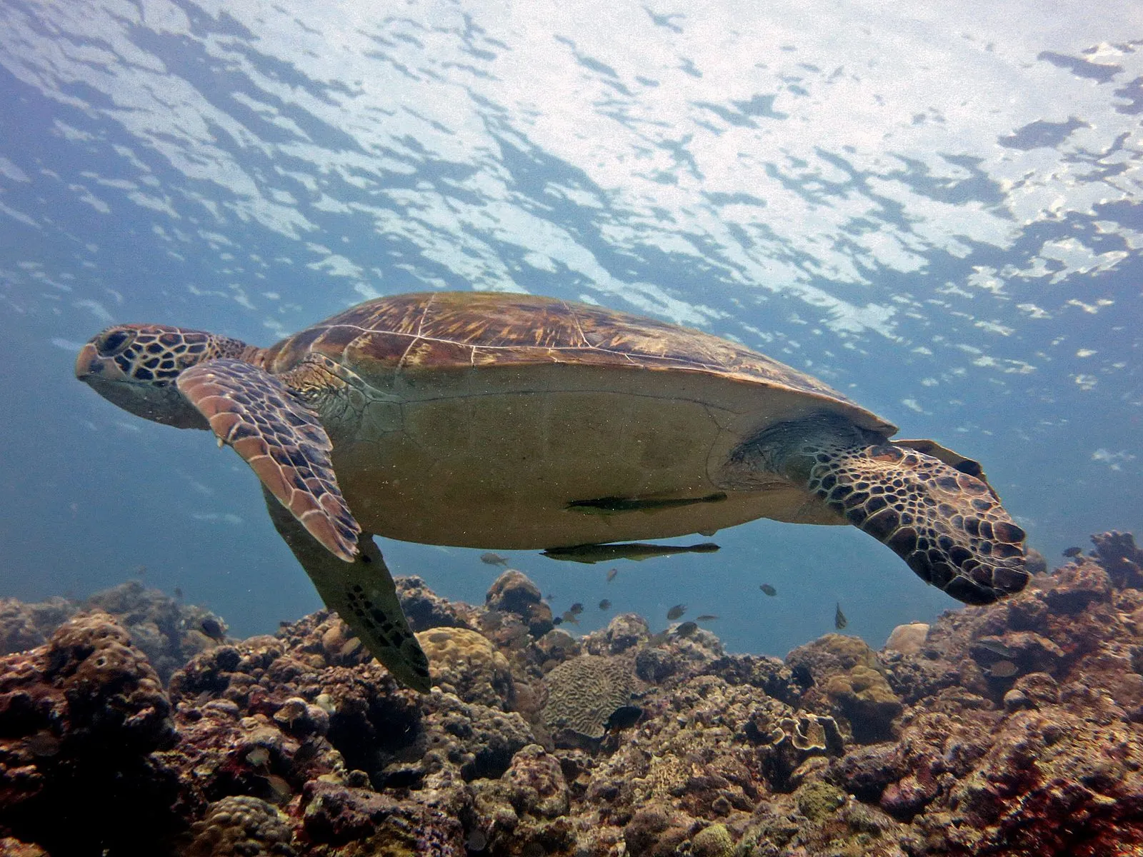 Green turtle while diving in Gili Islands