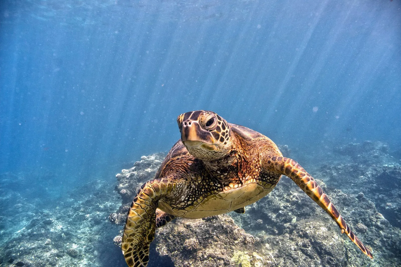 Green turtle while diving in Gili Islands