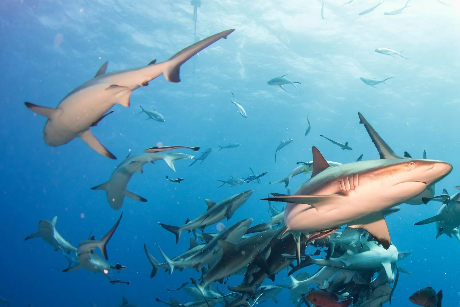 Grey reef shark while diving in Maldives