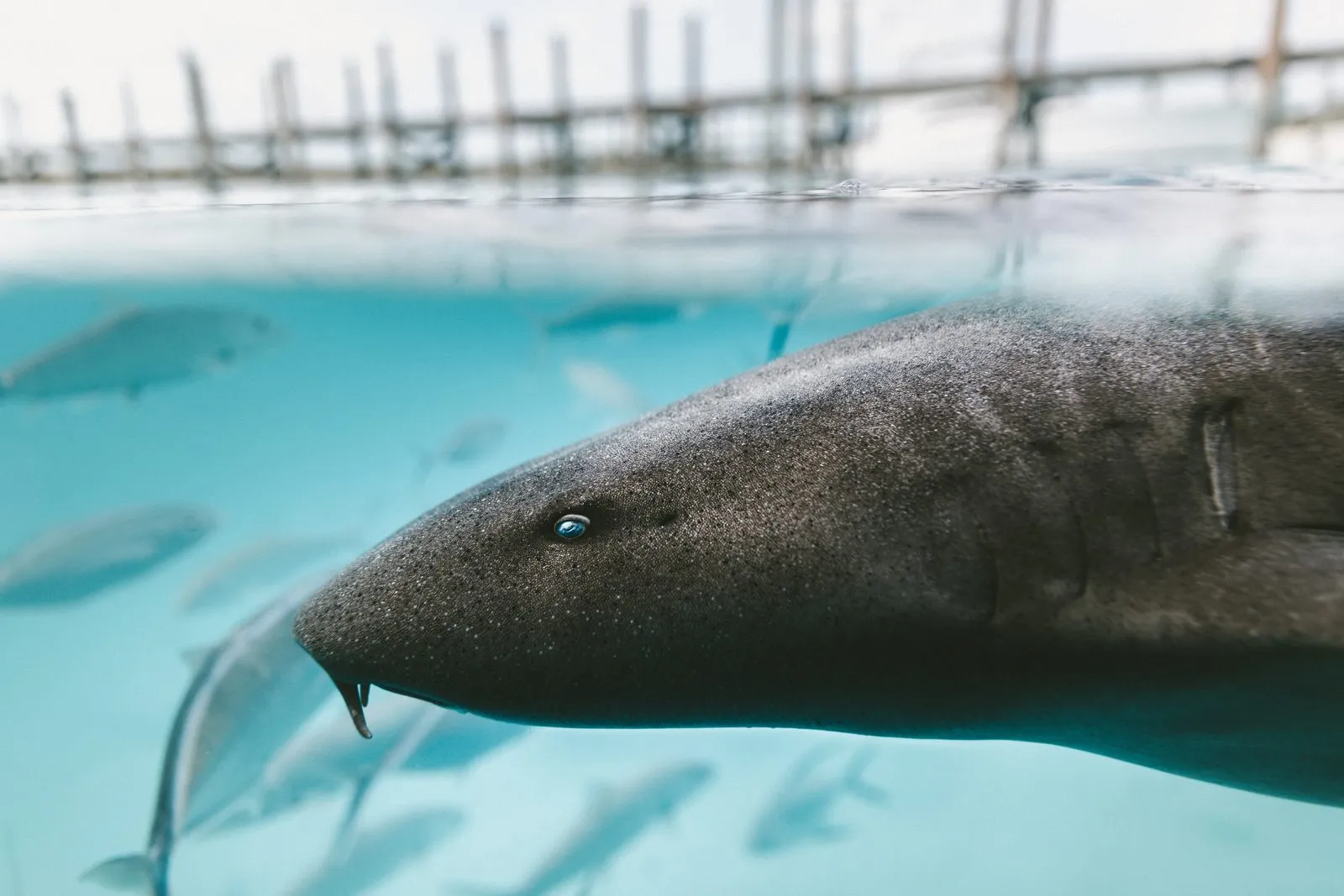 Nurse shark while diving in Cozumel Reef National Park