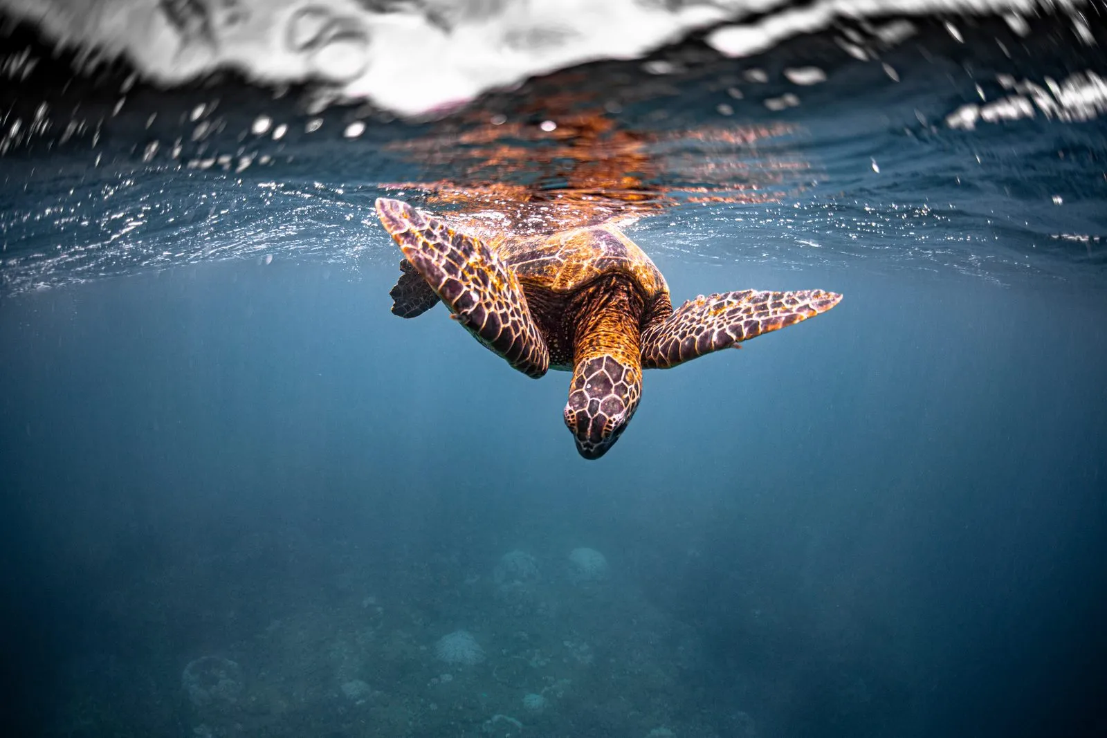 Green turtle while diving in Gili Islands