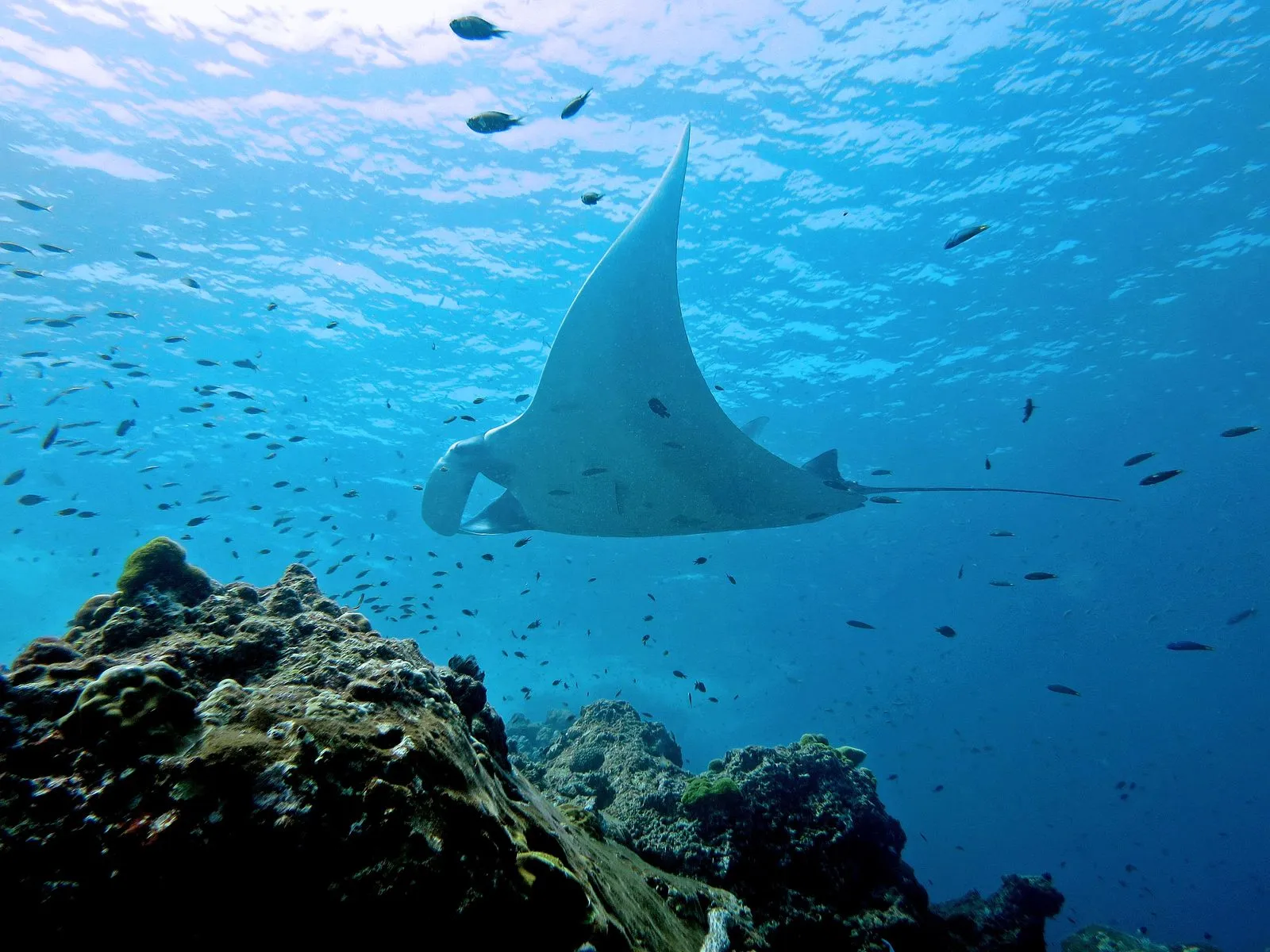 Oceanic manta while diving in Raja Ampat
