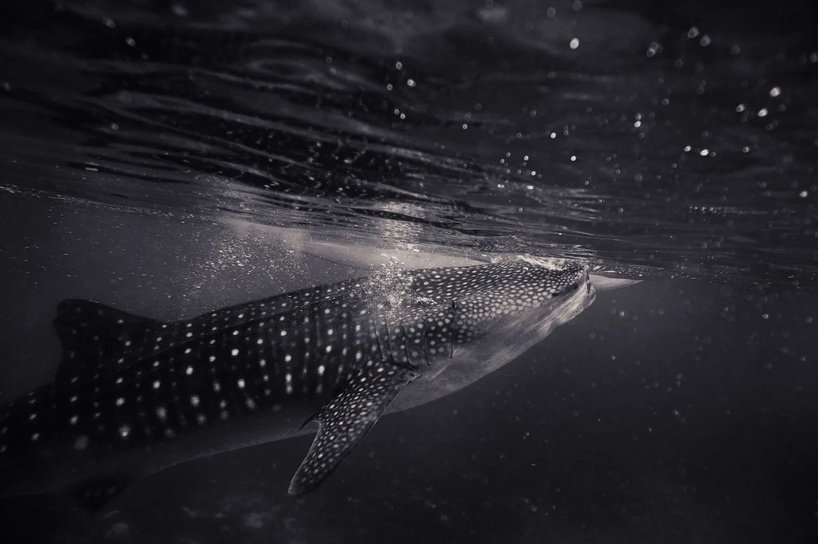 Whale shark while diving in Komodo