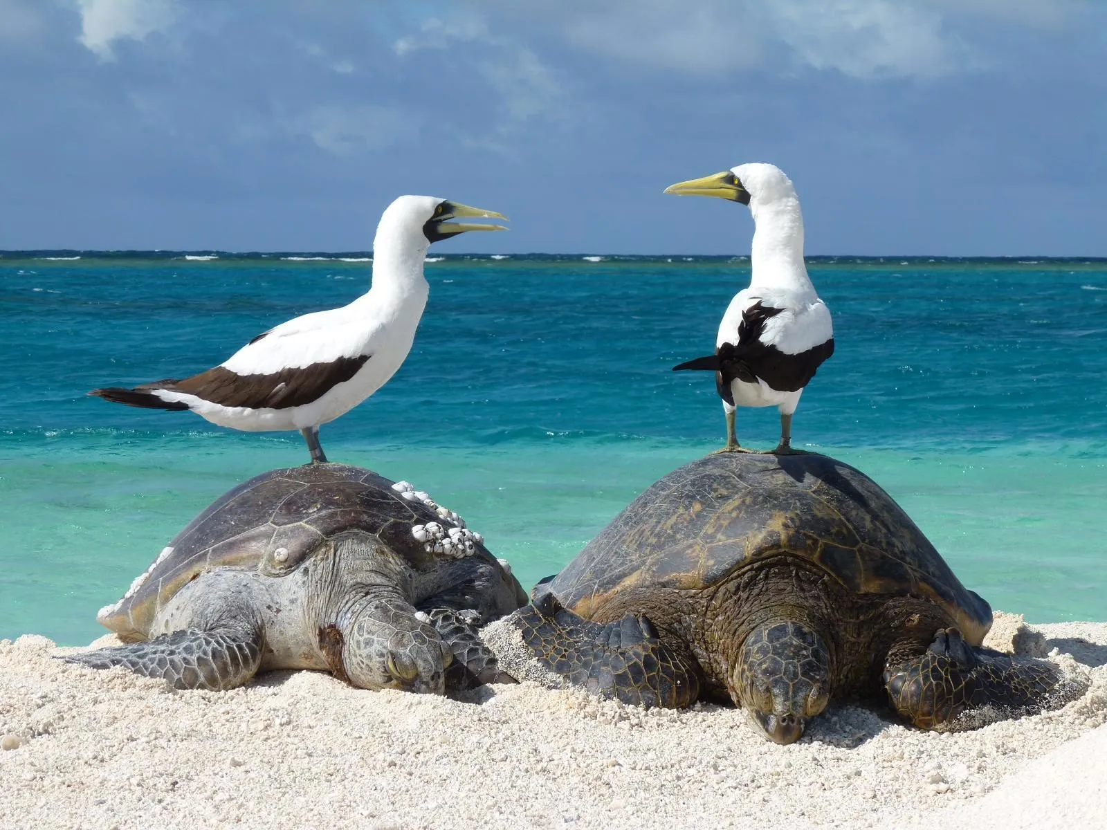 Green turtle while diving in Bonaire National Marine Park