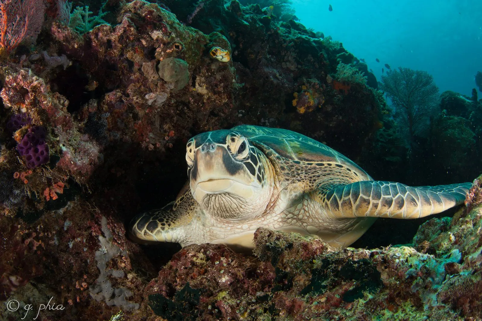 Green turtle while diving in Gili Islands