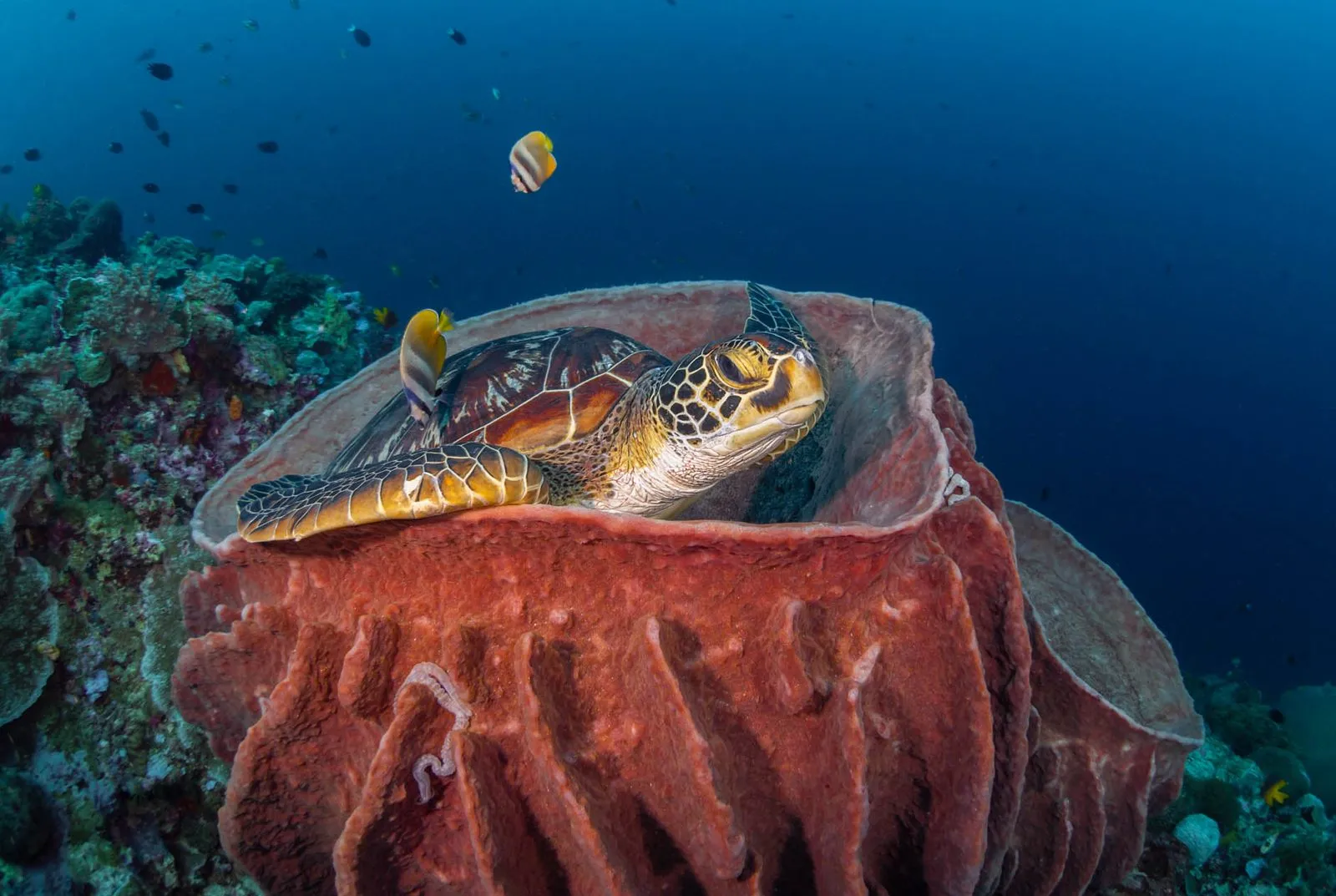 Green turtle while diving in Gili Islands