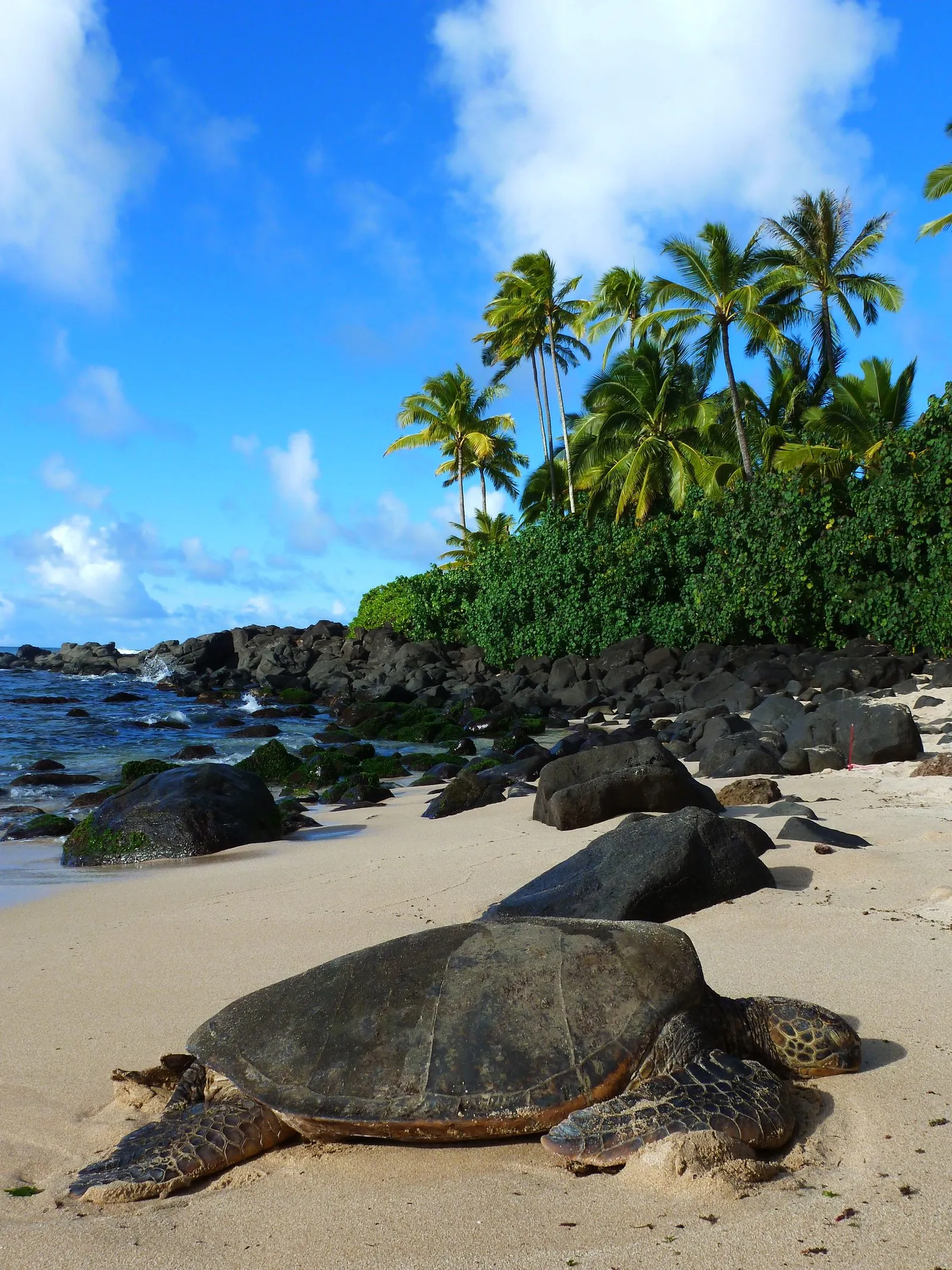 Green turtle while diving in Gili Islands