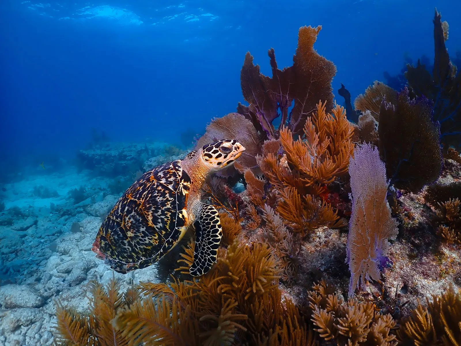 Hawksbill turtle while diving in Koh Tao