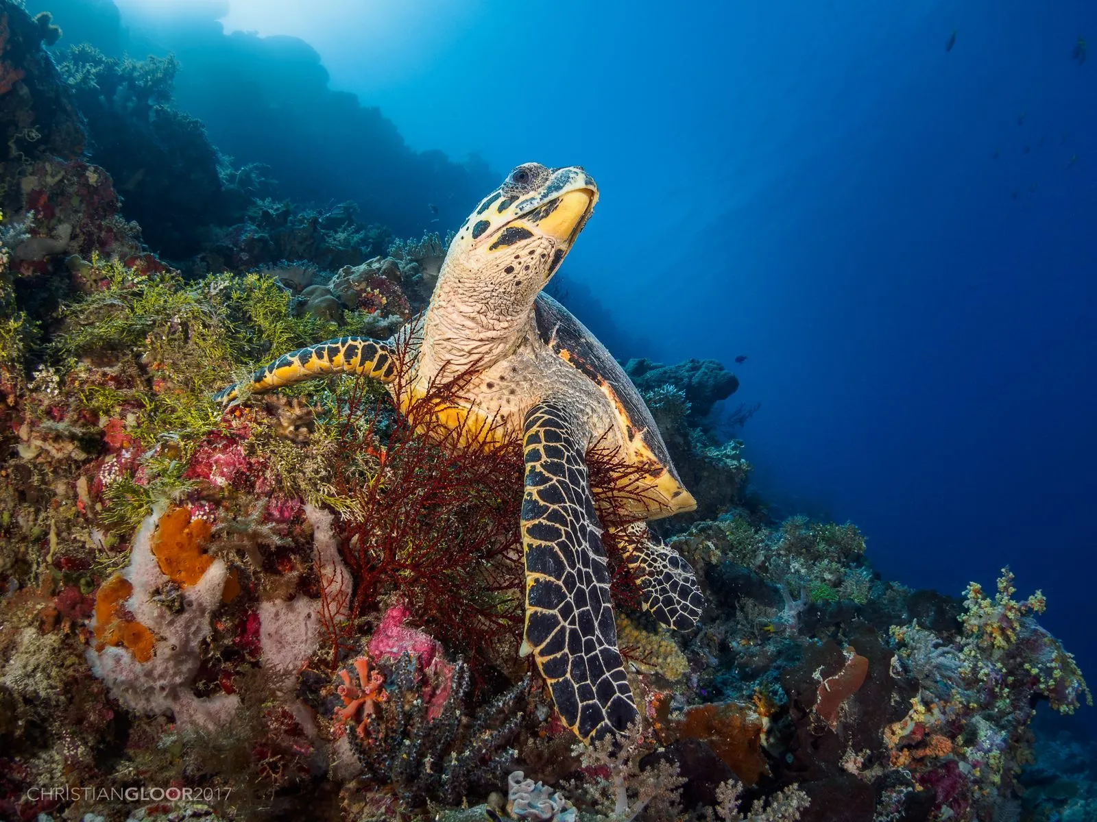 Hawksbill turtle while diving in Nusa Penida & Lembongan