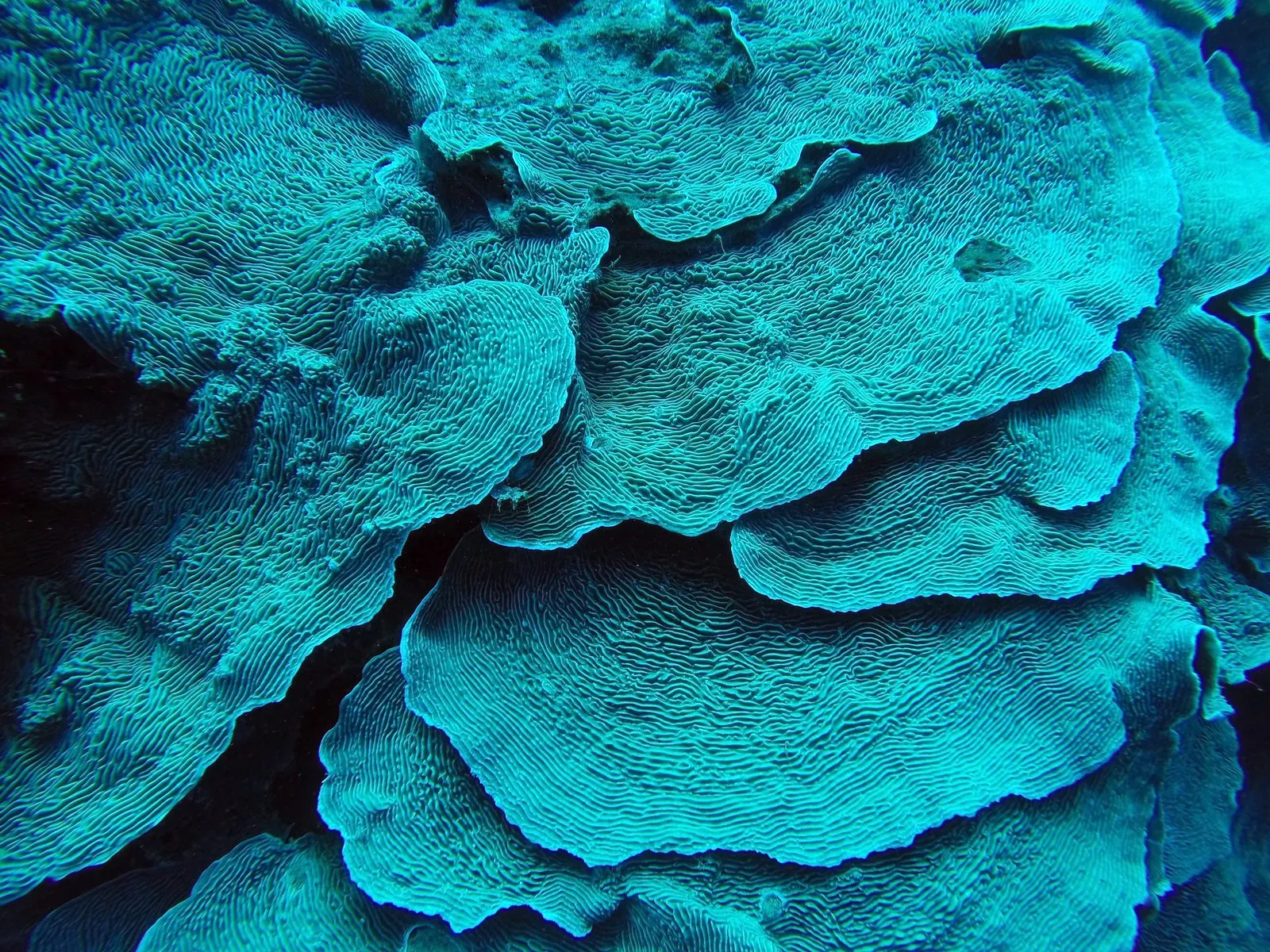 Scuba diving