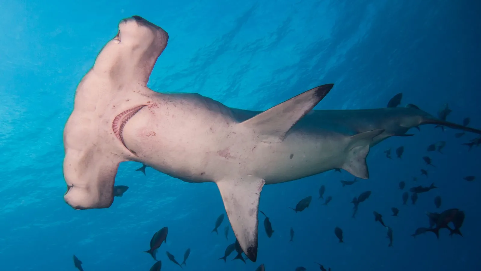 Scalloped hammerhead while diving in Maldives