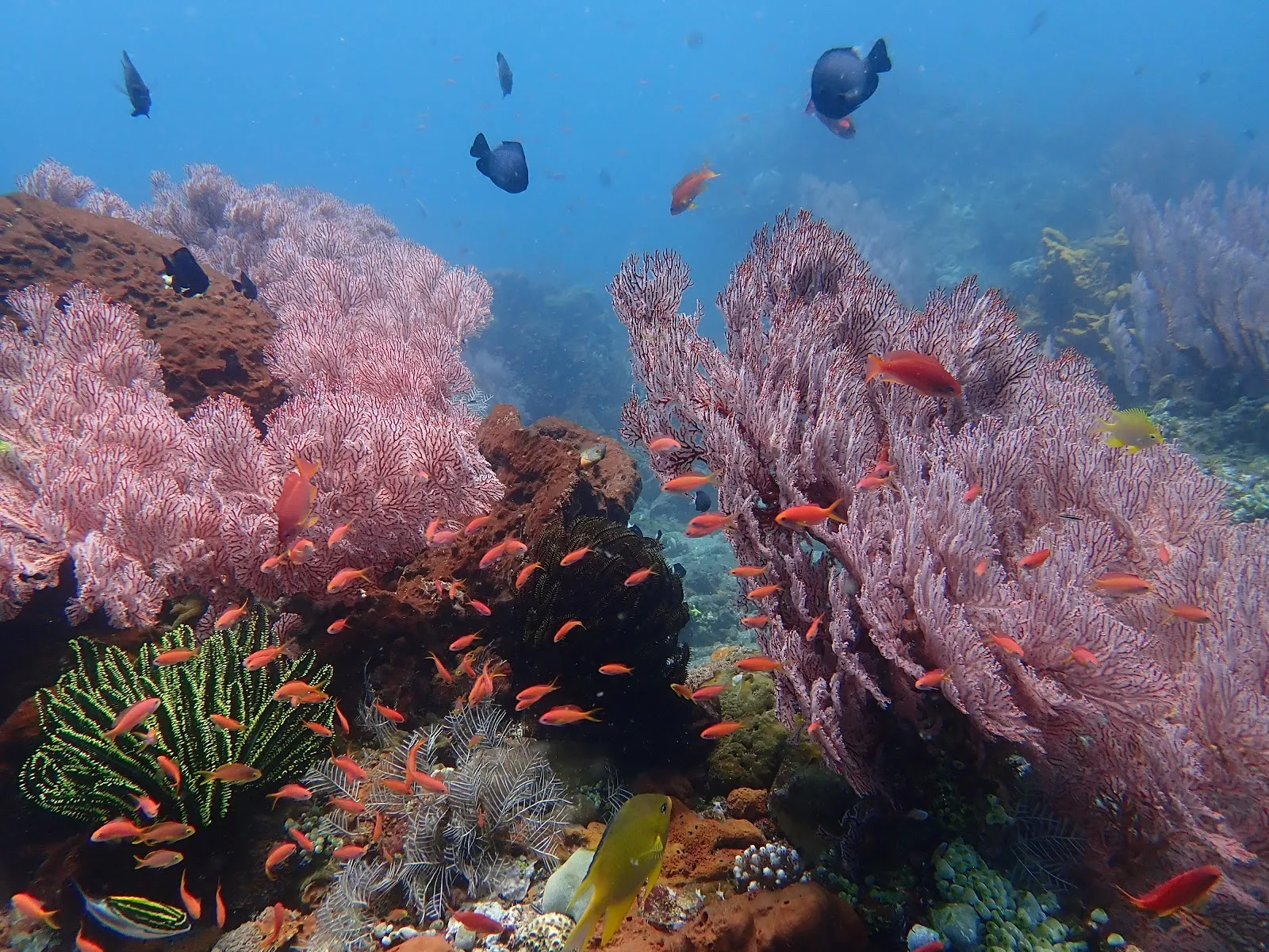 Dive Concepts Amed, photo via Google
