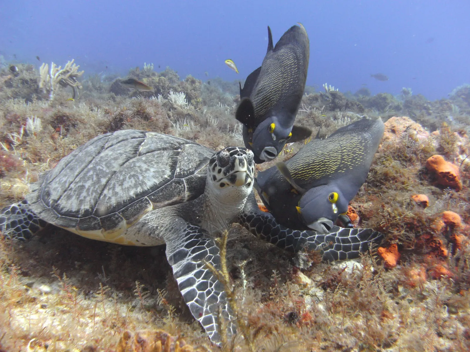 Dive Paradise, photo via Google