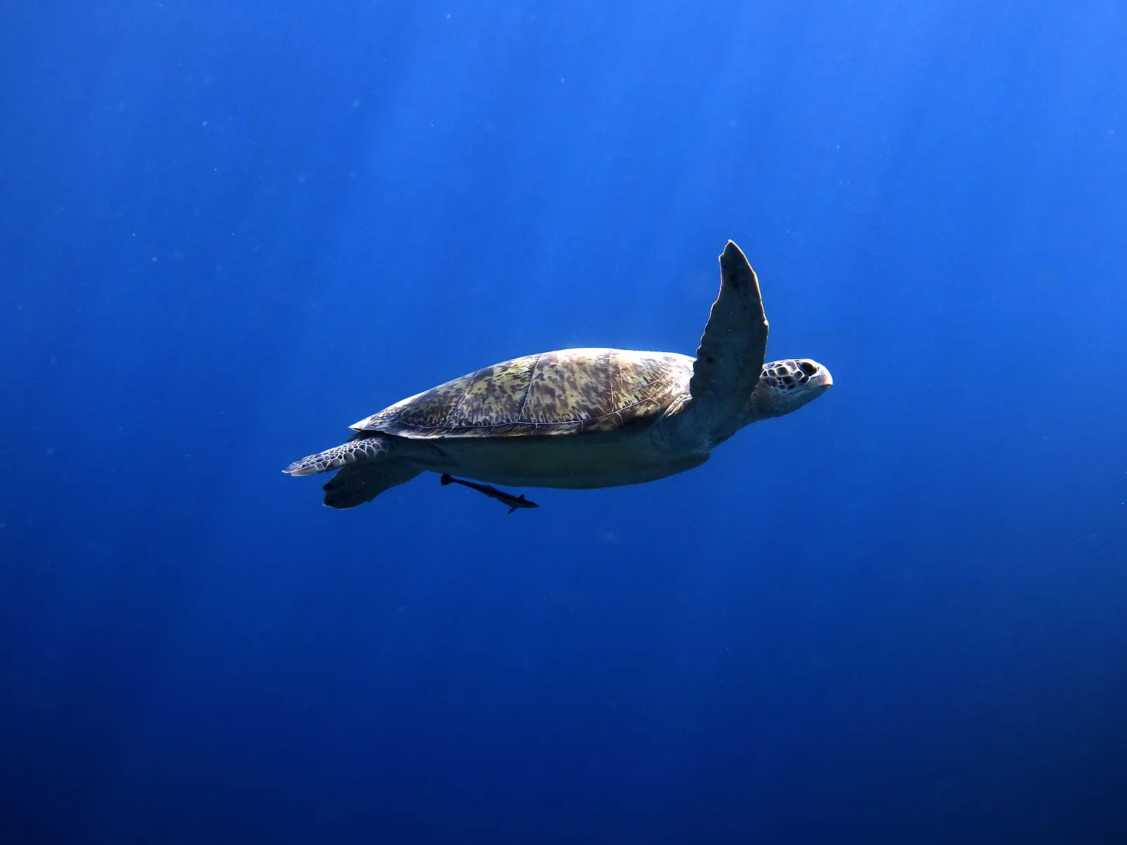DSM Dive, photo via Google