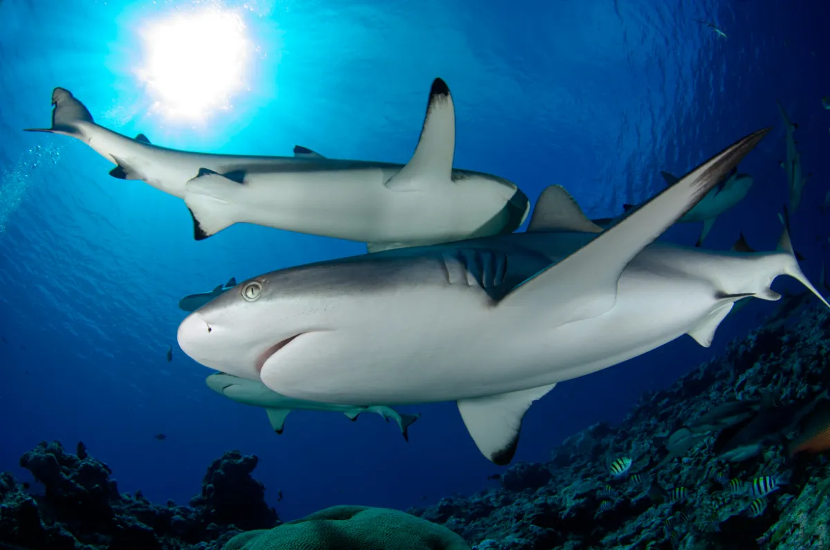 Fish 'n Fins, photo via Google