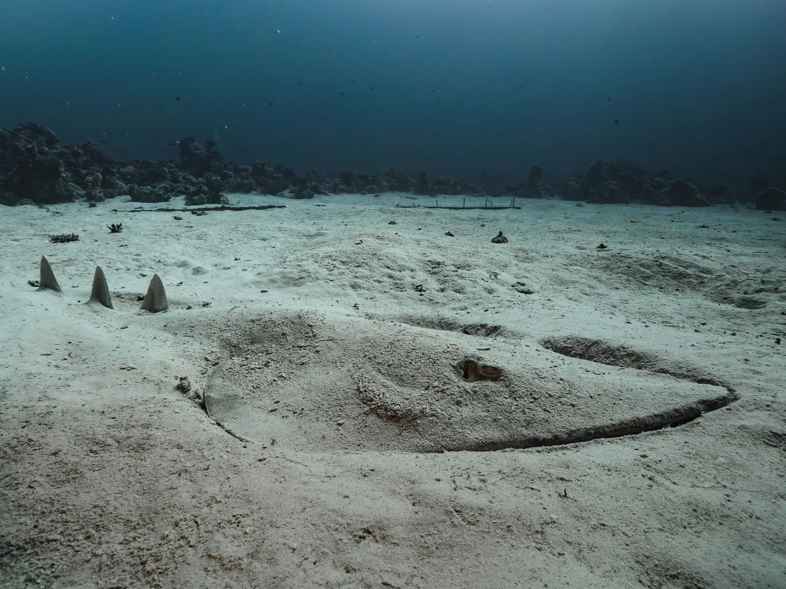 Scuba diving in Red Sea (Egypt)