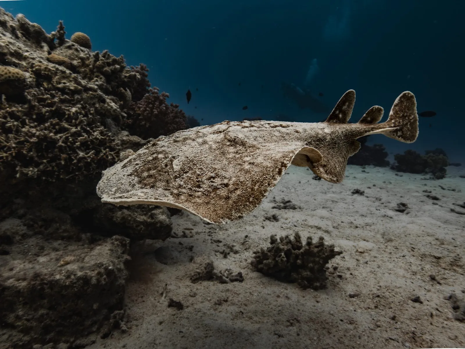 Scuba diving in Red Sea (Egypt)