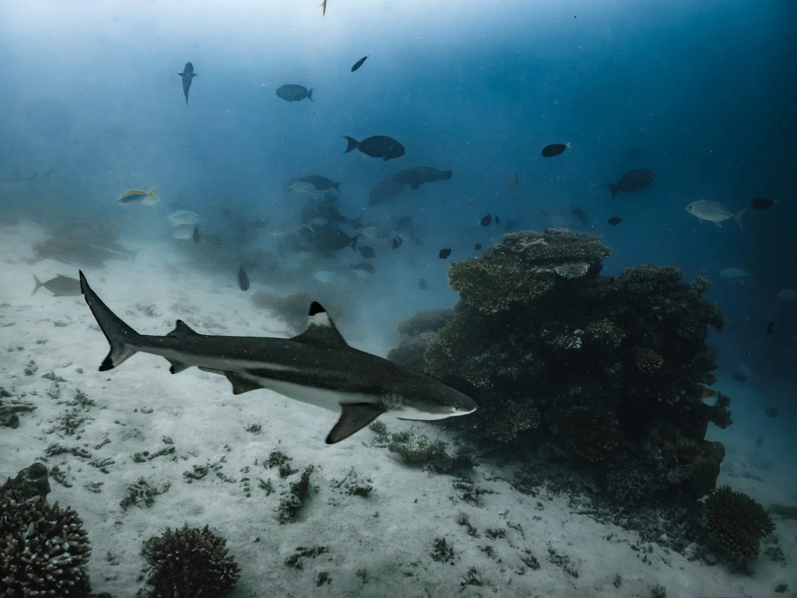 blacktip reef shark underwater