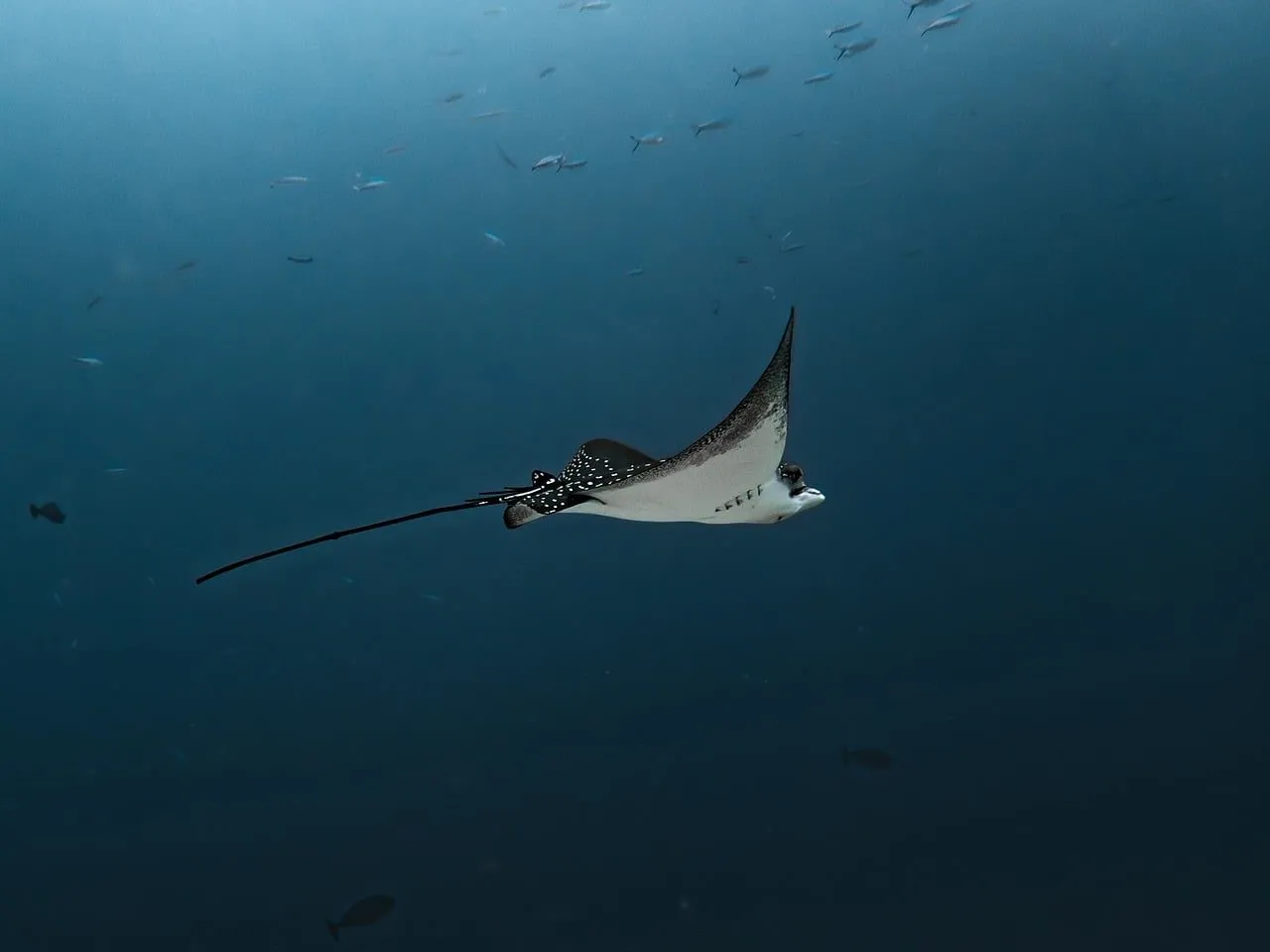 Scuba diving in Dahab