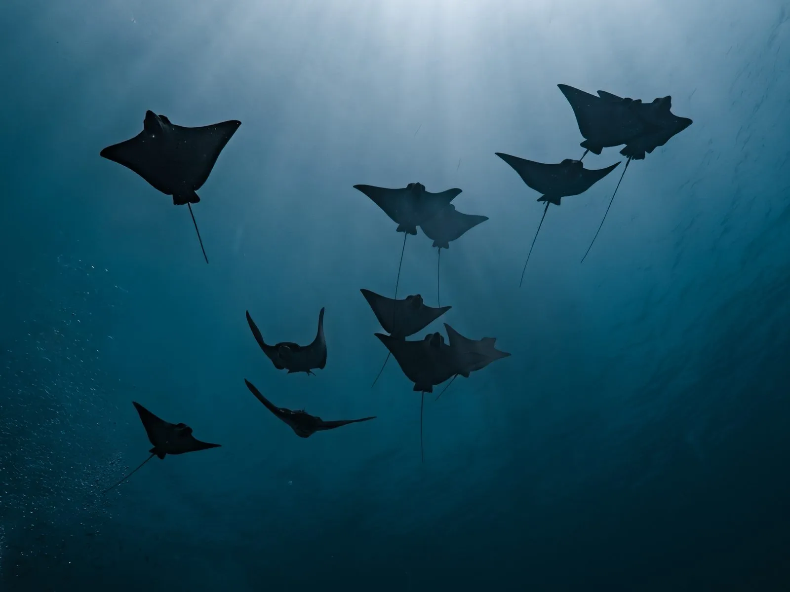 eagle rays underwater