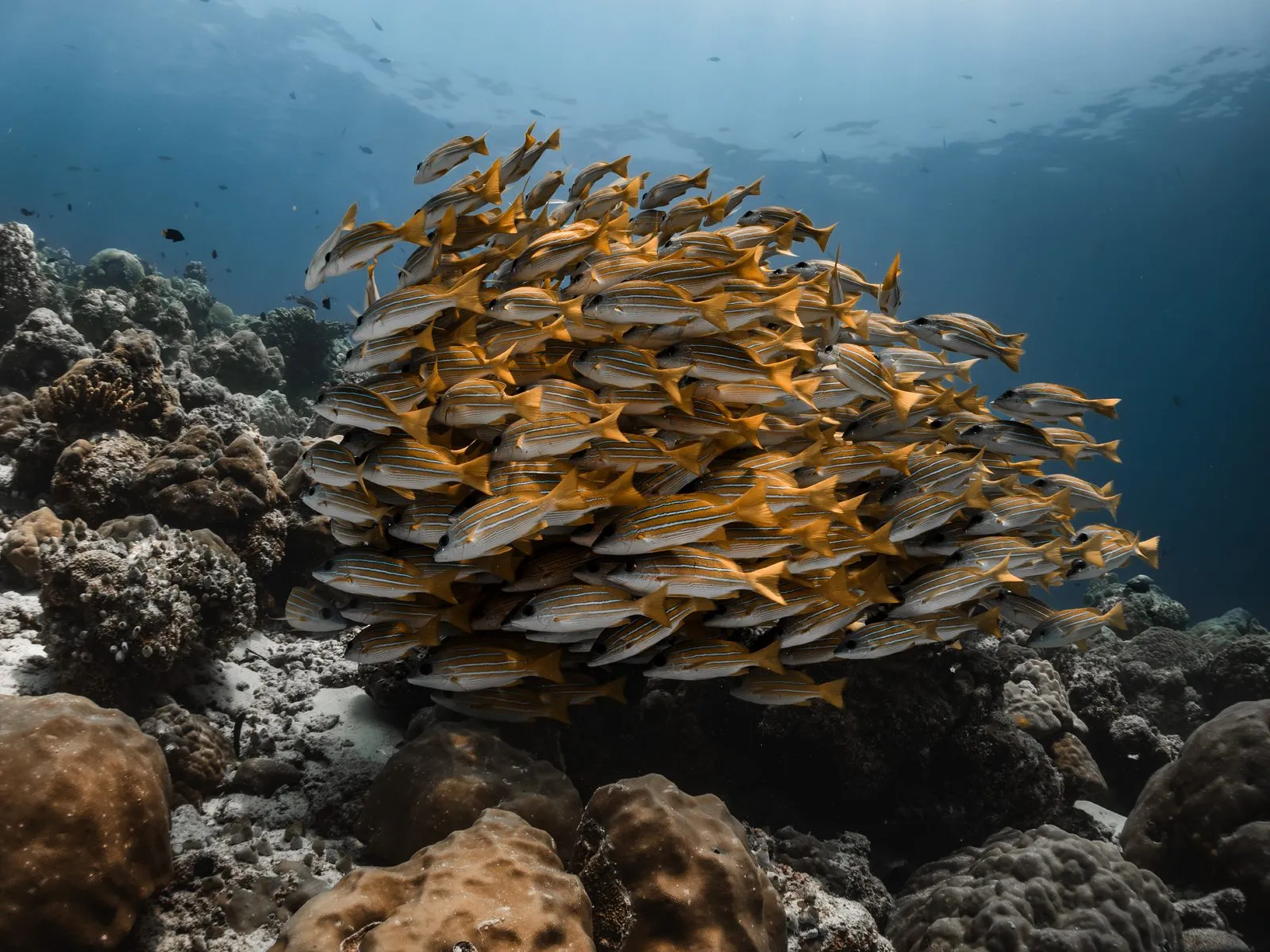 blue-striped snapper underwater