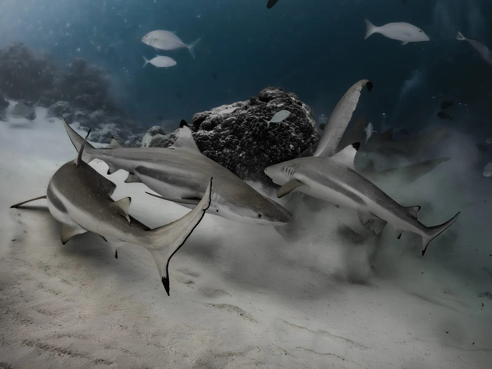 shark underwater