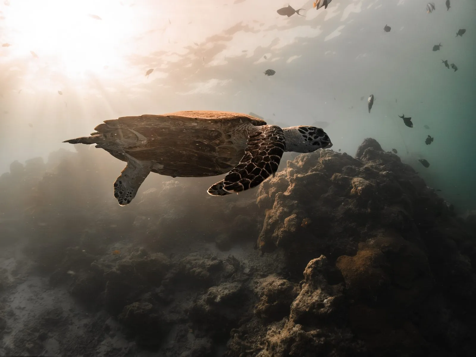 hawksbill turtle underwater