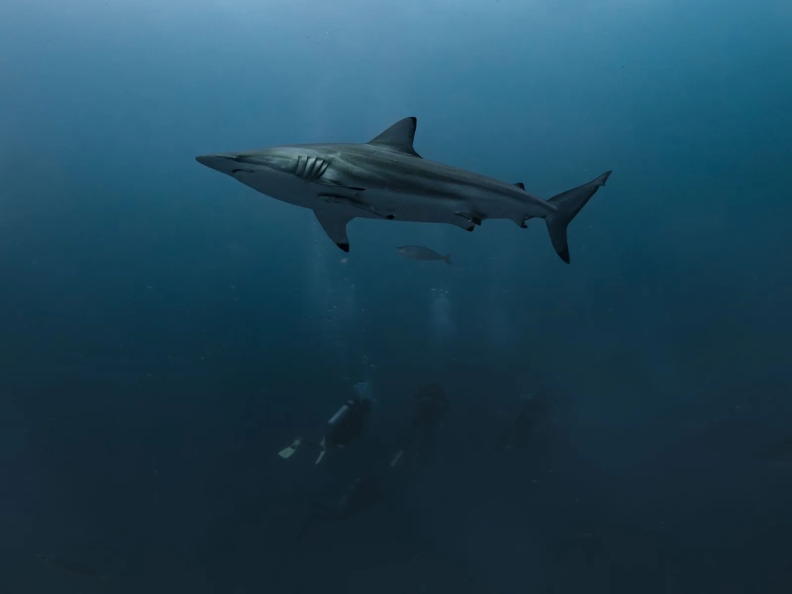 spinner shark underwater