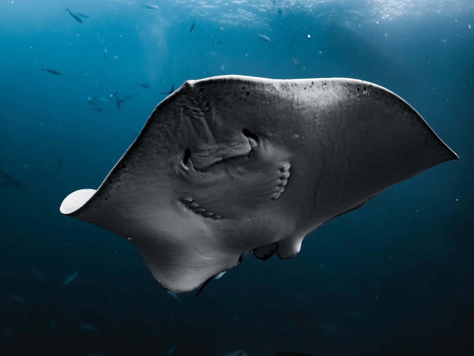 Scuba diving in Maldives