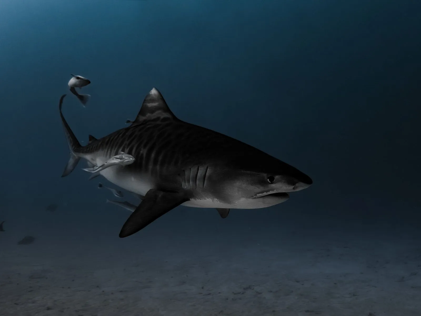 tiger shark underwater