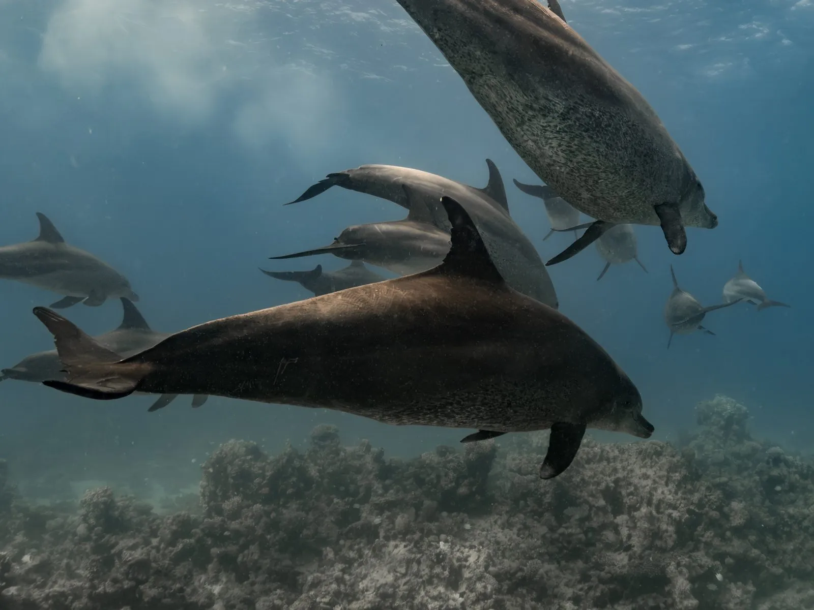 dolphins underwater