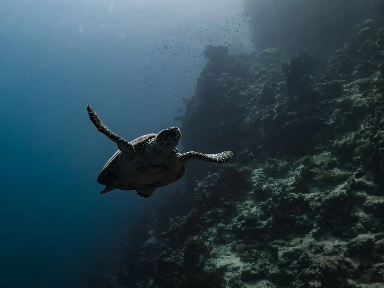 Scuba diving in Red Sea (Egypt)