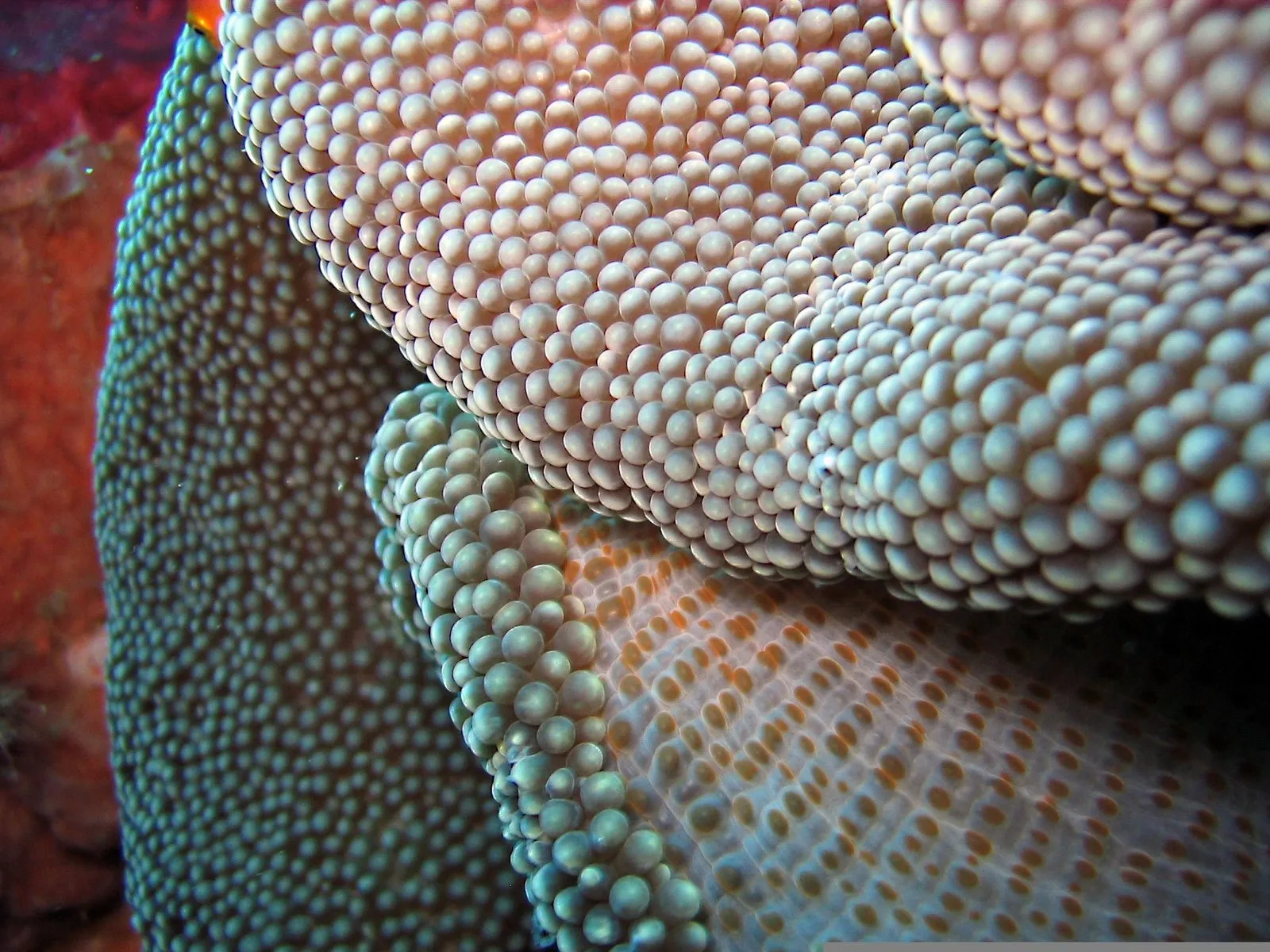 Coral reef
