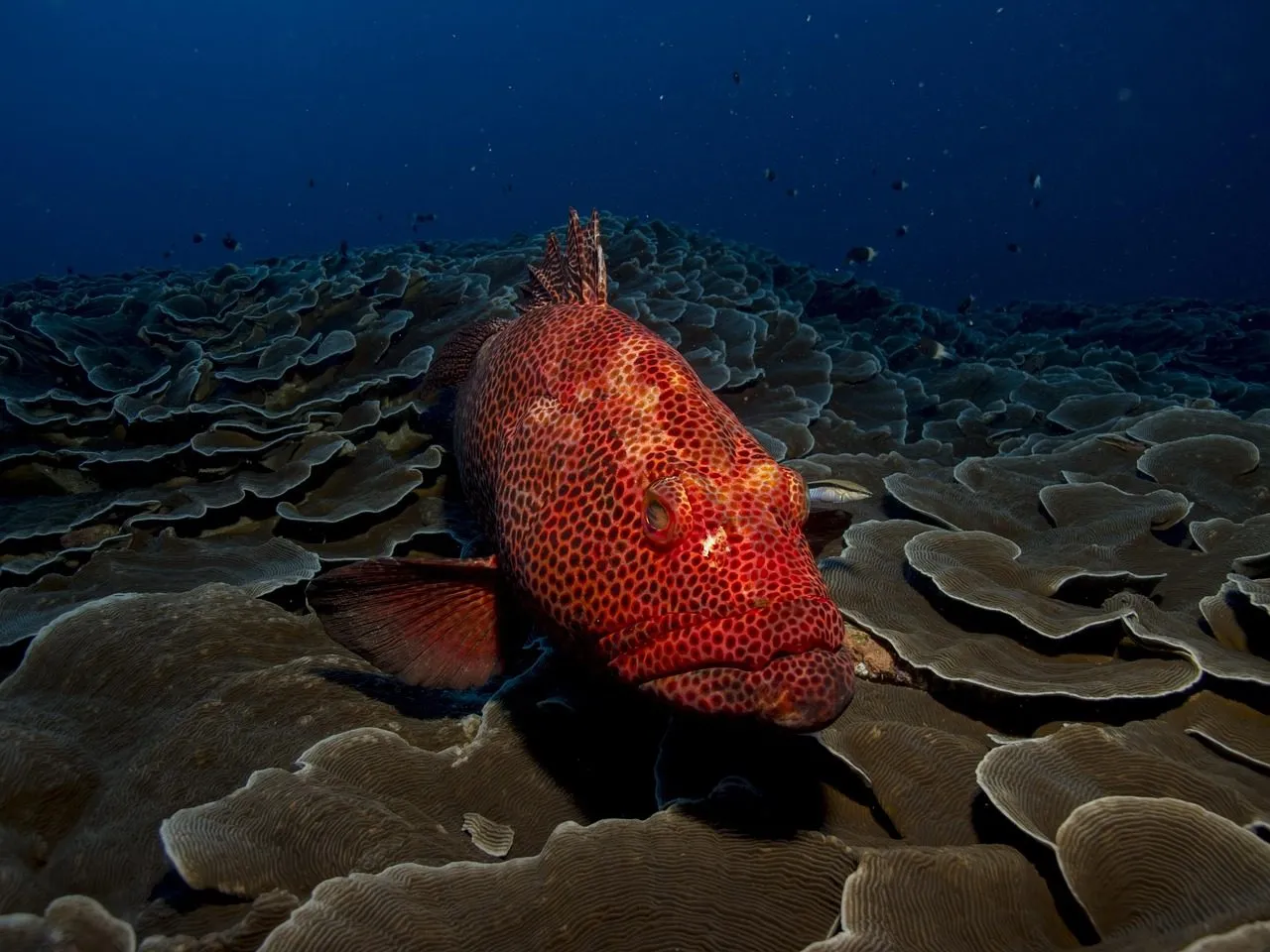 grouper underwater