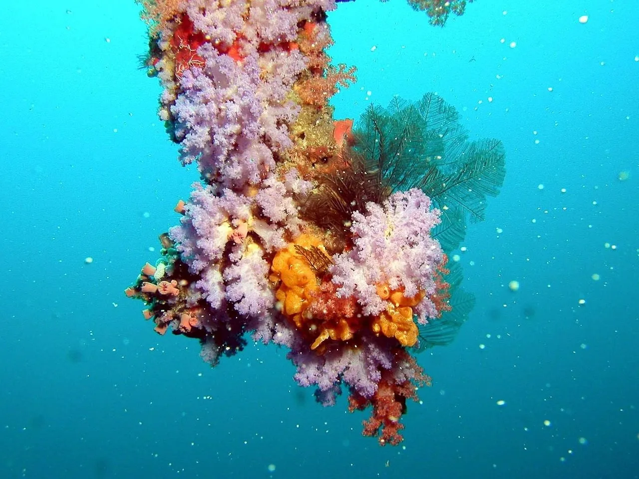Scuba diving in Maldives