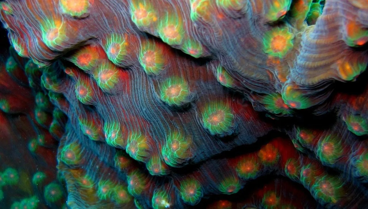 Scuba diving in Red Sea (Egypt)