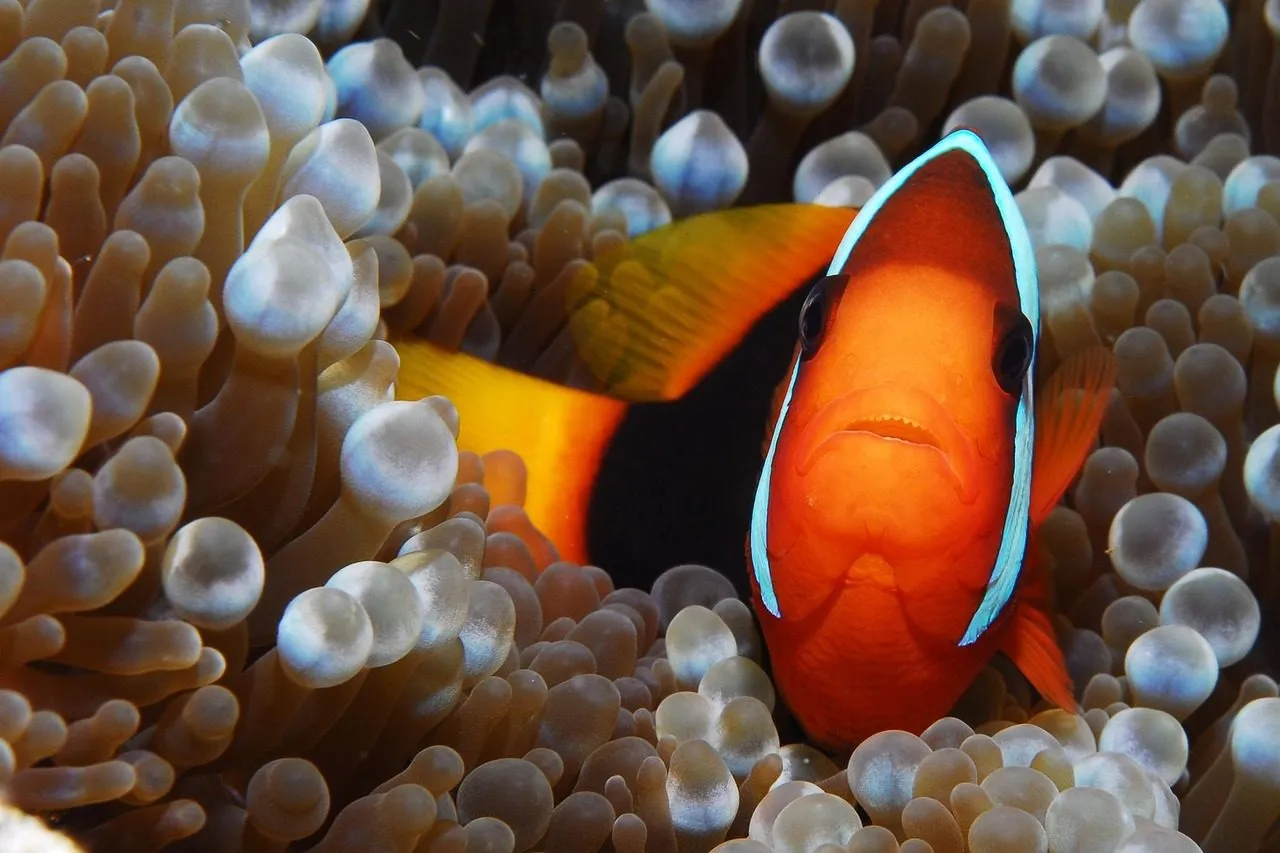 Scuba diving in Utila