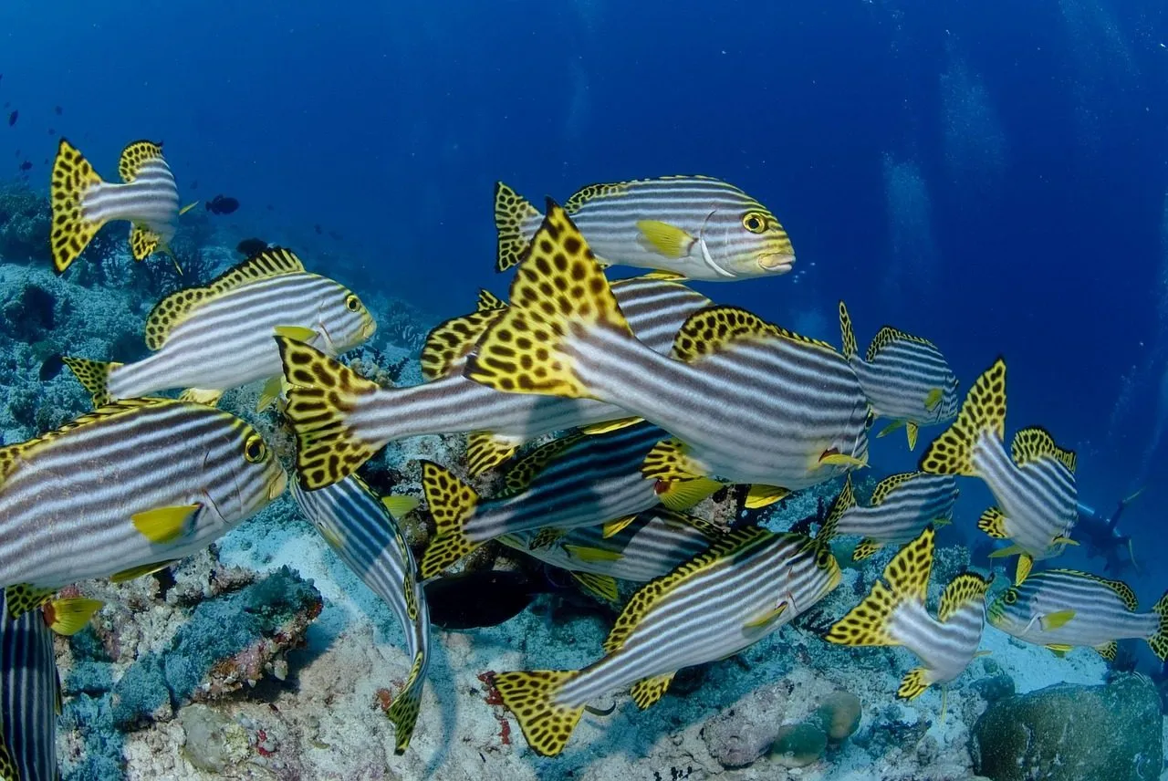 Scuba diving in Utila
