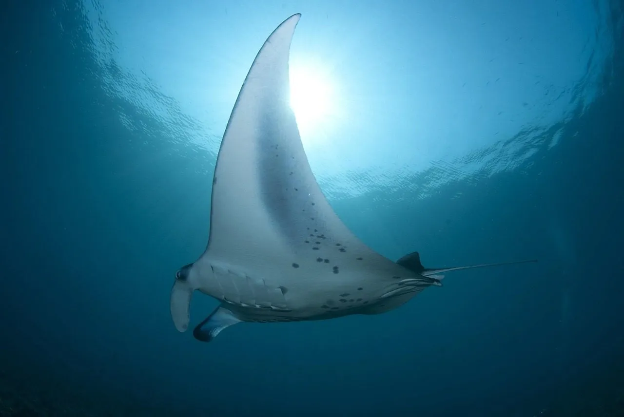 Scuba diving in Dahab