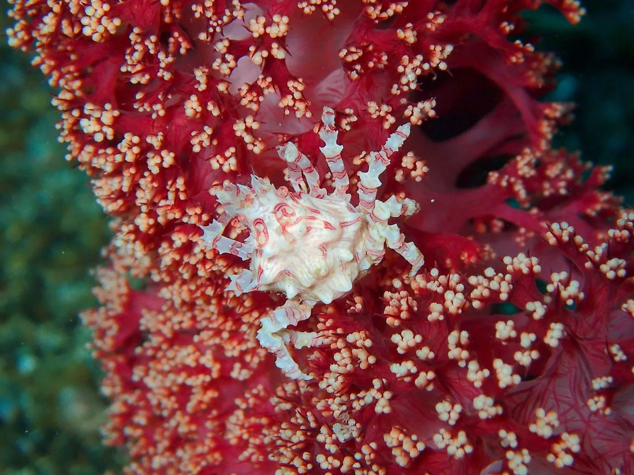 Scuba diving in Red Sea (Egypt)