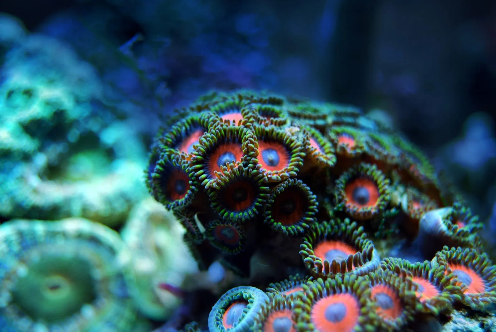 Coral reef