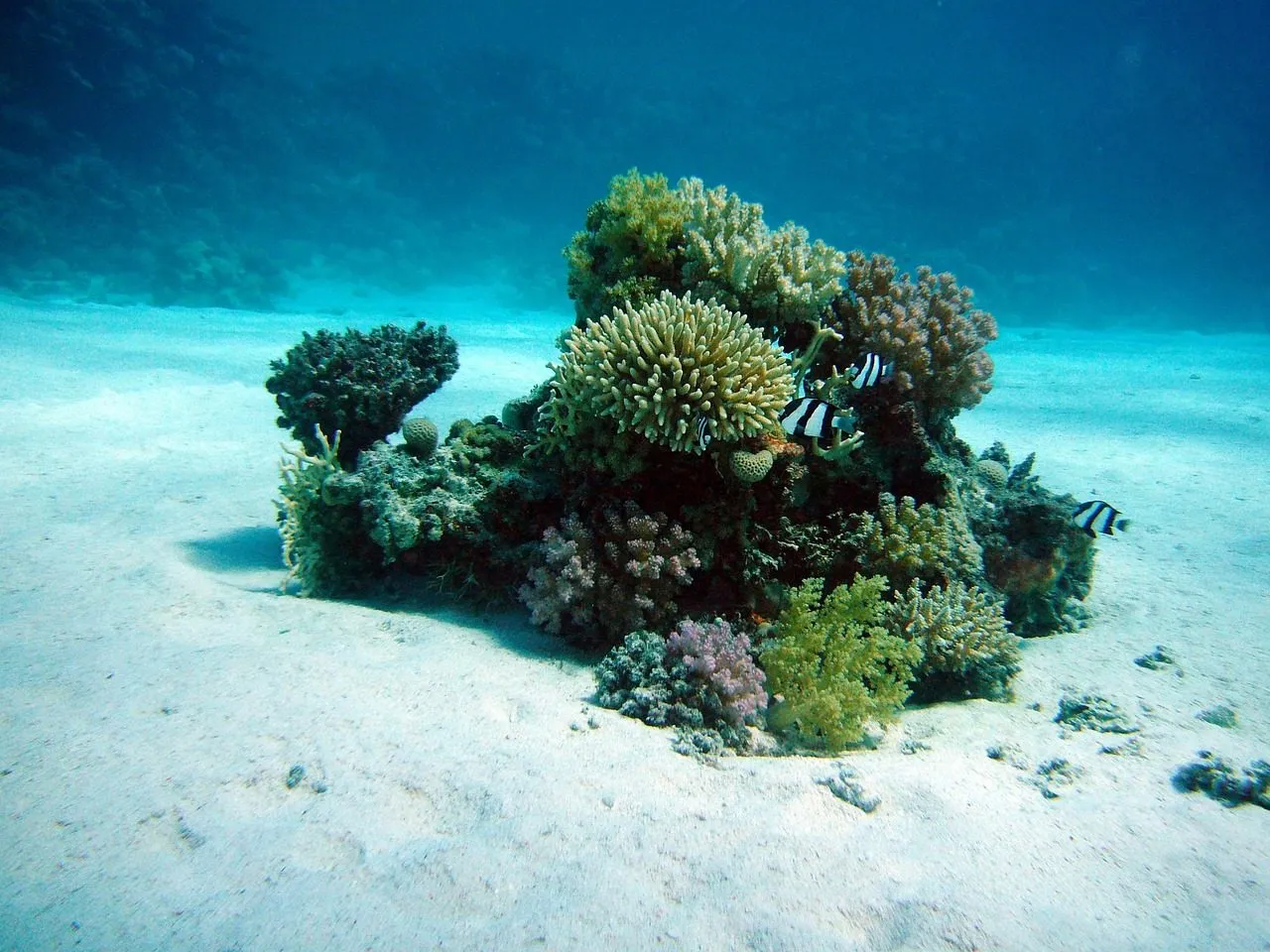 Scuba diving in Maldives